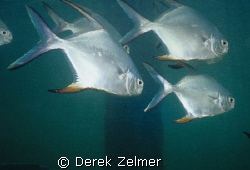 Circling Palometa...they say they are attracted to bubble... by Derek Zelmer 